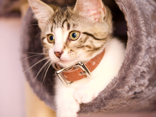 Bengal - Image 3